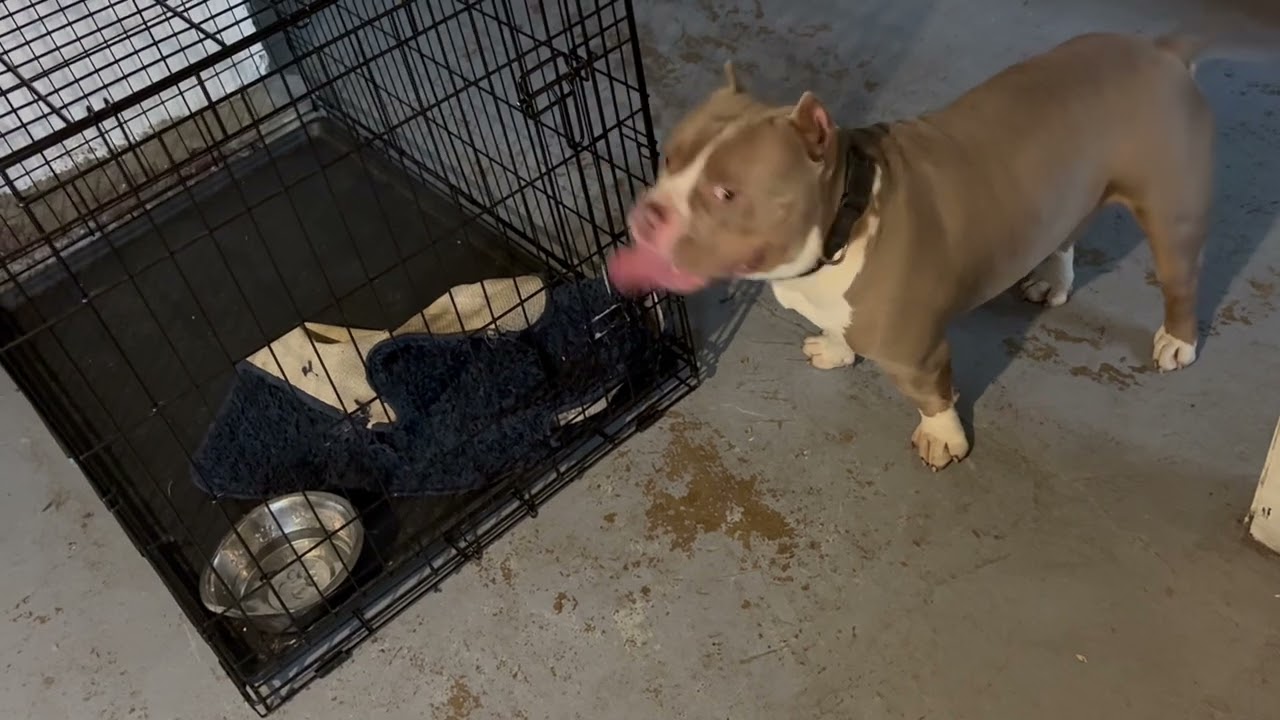  #americanbully #adoreble #puppy #doggielife #dog #explore #dogowners 