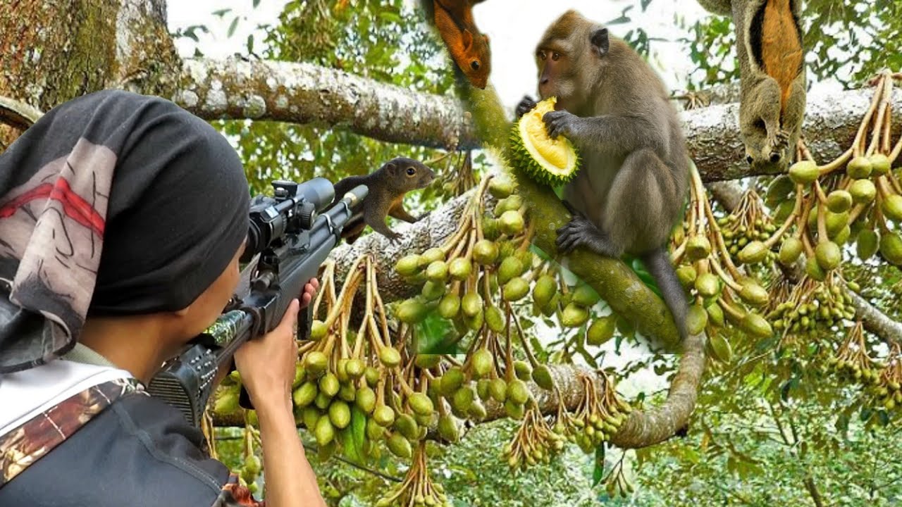 BERBURU HAMA LIAR YANG MERUSAK DURIAN BERBUNGA..