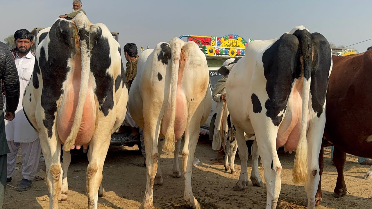 Pull qambar mandi today 9/12/25  #pull #dera #cow #cowmandi