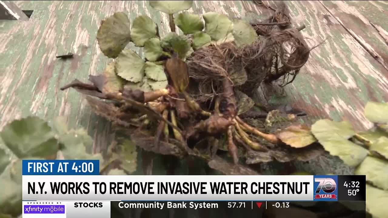 Plan in the works to remove invasive water chestnuts from NY river