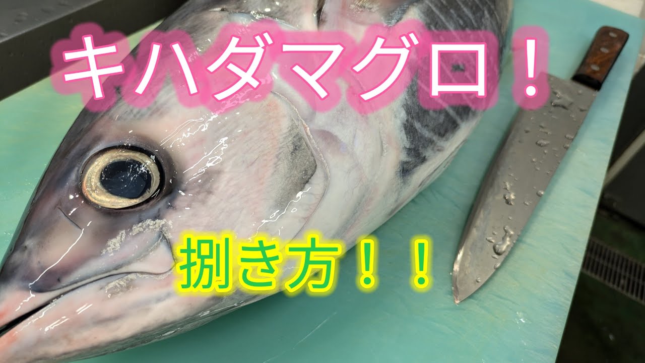 [魚の捌き方]キハダマグロ捌き方
