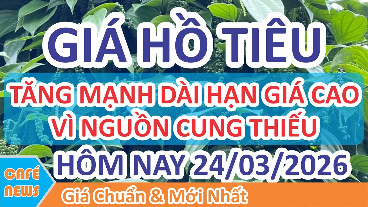 Gi&aacute; hồ ti&ecirc;u h&ocirc;m nay ng&agrave;y 24/03/2026 | Gi&aacute; Ti&ecirc;u Tăng Mạnh Gi&aacute; Cao Trung V&agrave; D&agrave;i Hạn Do Thiếu Cung