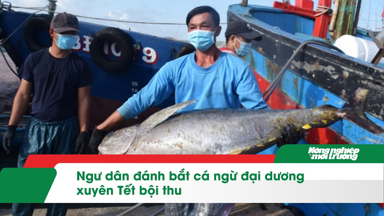 Ngư dân đánh bắt cá ngừ đại dương xuyên Tết bội thu