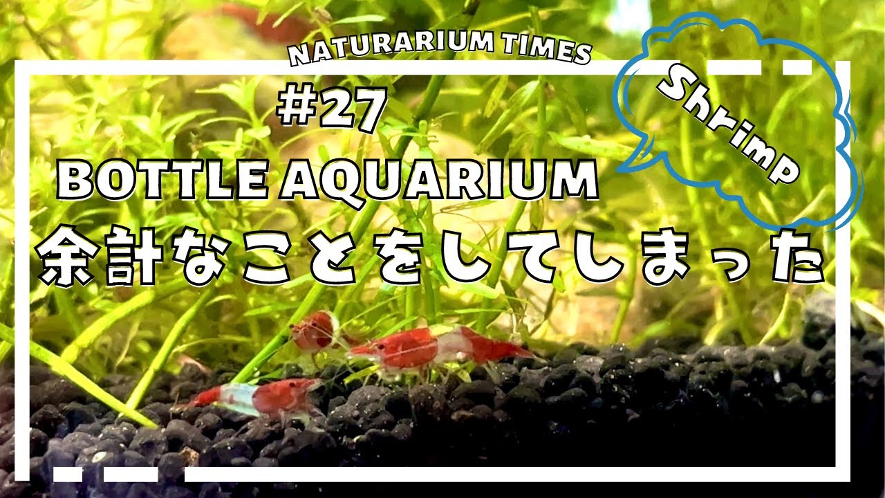 【ボトルアクアリウム】シュリンプのボトルアクアでスネール大発生🐌そしてスネールに負けた… @naturariumtimes