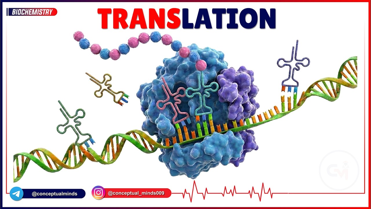9. Translation 🧬⚡ | Protein Synthesis, Ribosomes & Genetic Code | High-Yield USMLE Step 1
