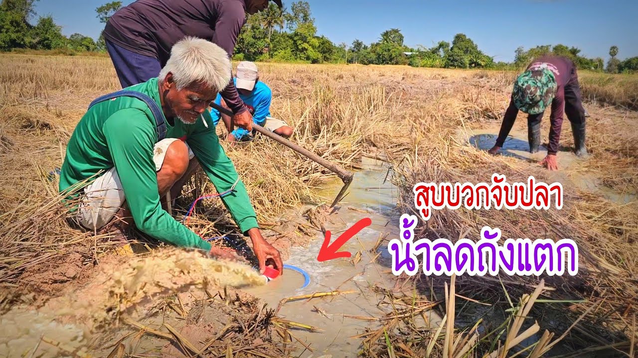 สูบบวกจับปลาข่อนกลางทุ่งนา ธรรมชาติบ้านนอกหลังจากเกี่ยวข้าวเสร็จ