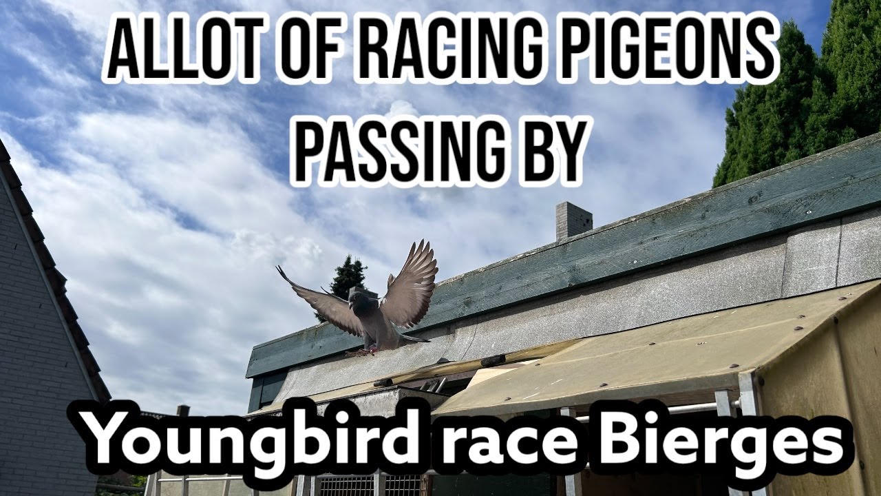 We saw allot of Racing pigeons Passing by during this race Young birds from Bierges GPS Tracks