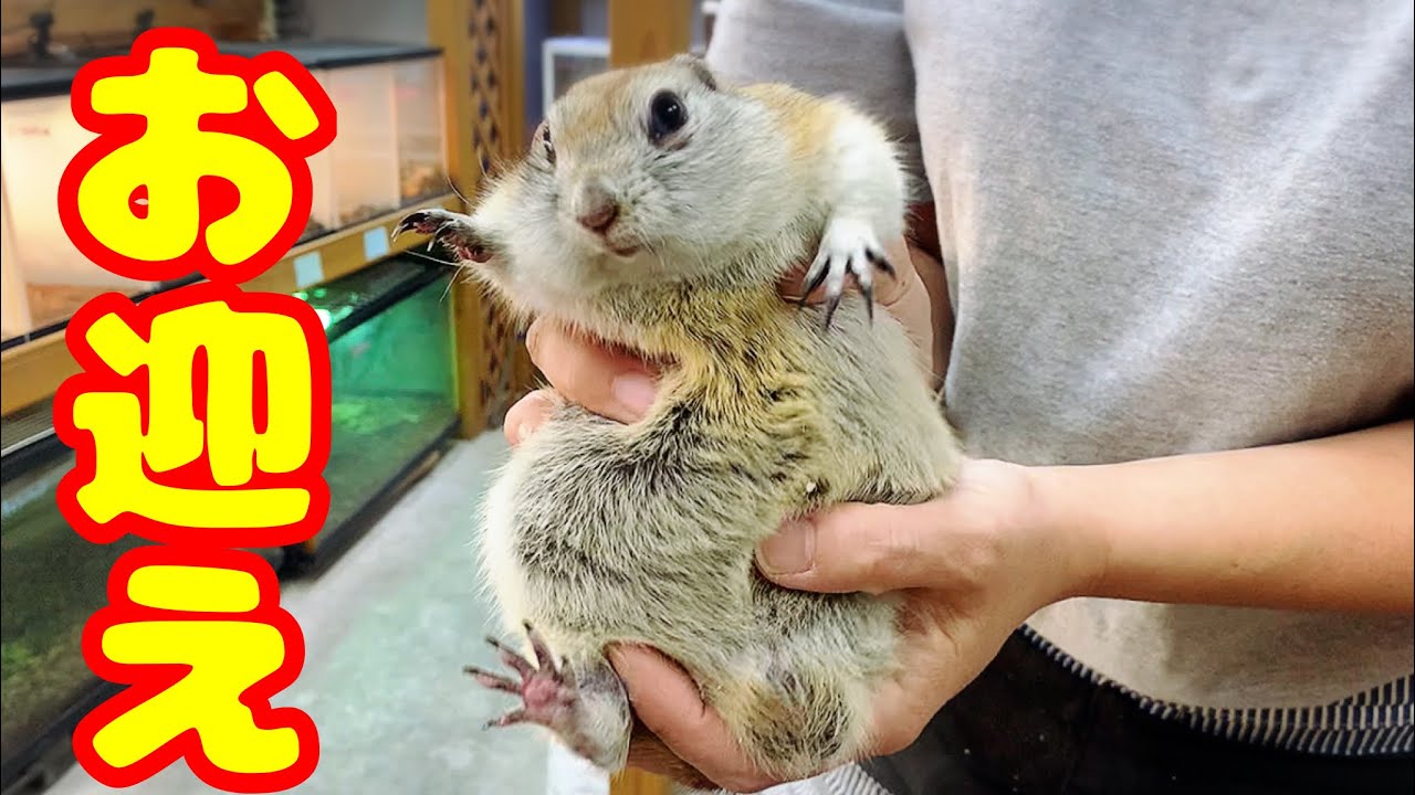 可愛すぎるリスをお迎えしました【リチャードソンジリス】