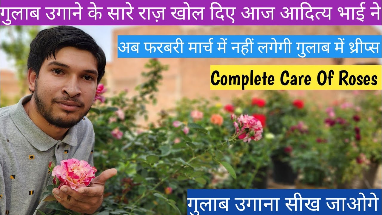 Rose Plant Care In Summer🌹मार्च महीने में भी गुलाब पे ढेरों कलियाँ लेते हैँ आदित्य भाई👏