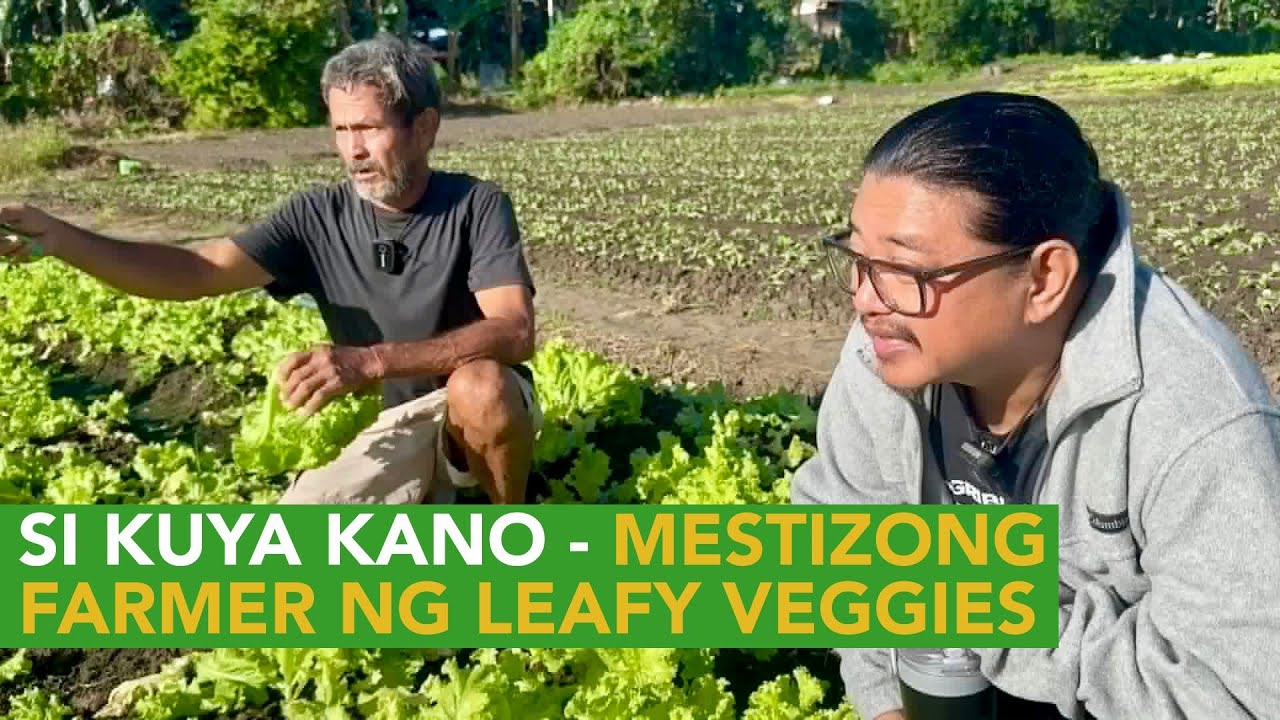 Harvest ng Lettuce sa Open Field - Kalakasan ng Benta ngayong Christmas!