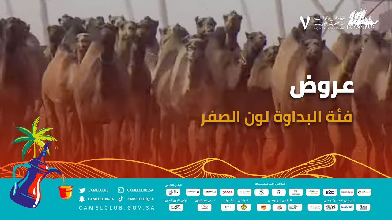 عروض فئة البداوة لون الصفر 🐪 ضمن منافسات #مهرجان_الملك_عبدالعزيز_للإبل7  #همة_طويق