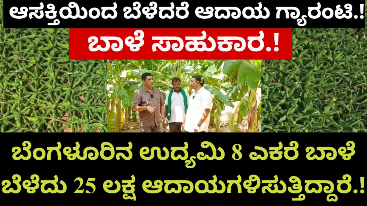 ಬೆಂಗಳೂರಿನ ಉದ್ಯಮಿ 8 ಎಕರೆ ಬಾಳೆ ಬೆಳೆದು 25 ಲಕ್ಷ ಆದಾಯಗಳಿಸುತ್ತಿದ್ದಾರೆ.! ಆಸಕ್ತಿಯಿಂದ ಬೆಳೆದರೆ ಆದಾಯ ಗ್ಯಾರಂಟಿ.!