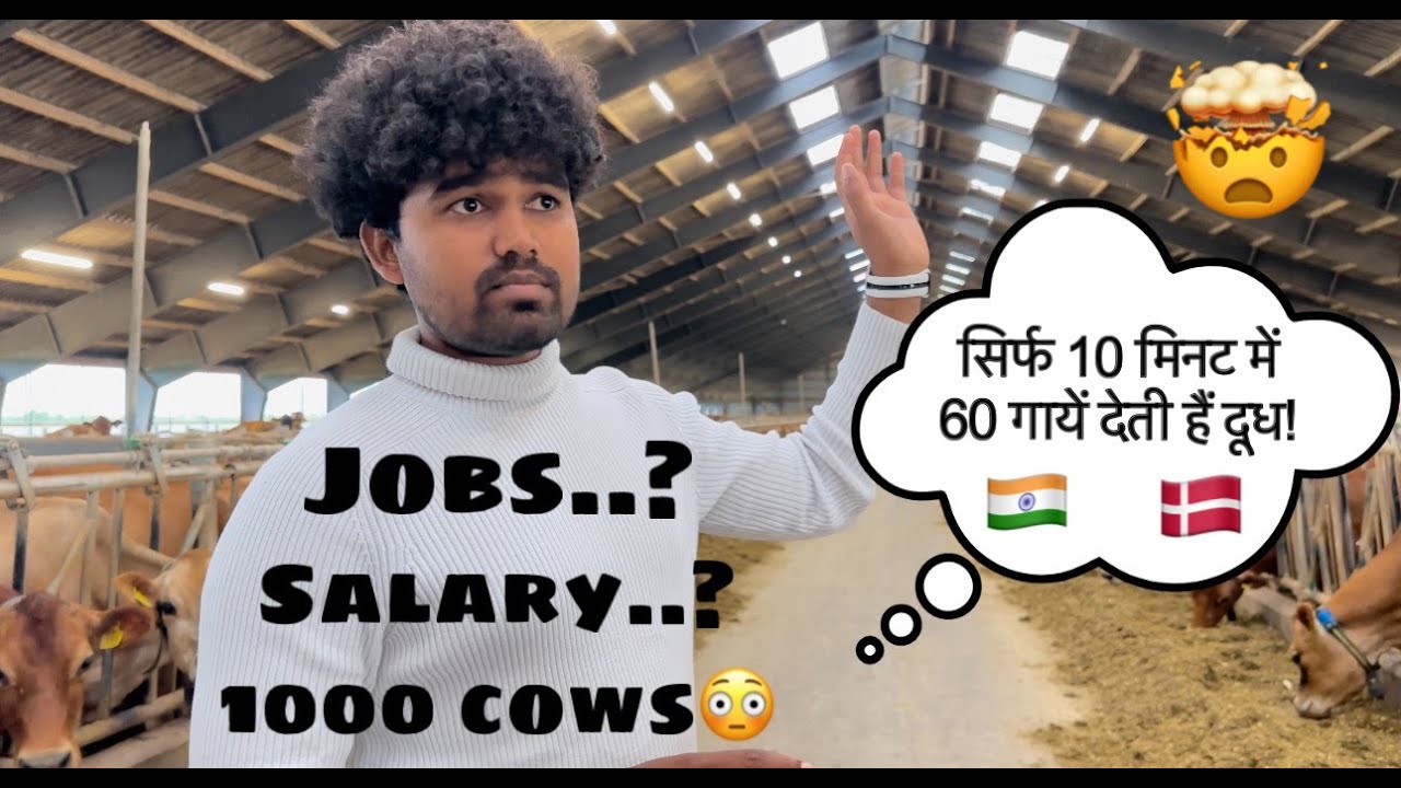 Dairy farming Denmark | Farming in Denmark | farm jobs | Europe | Denmark