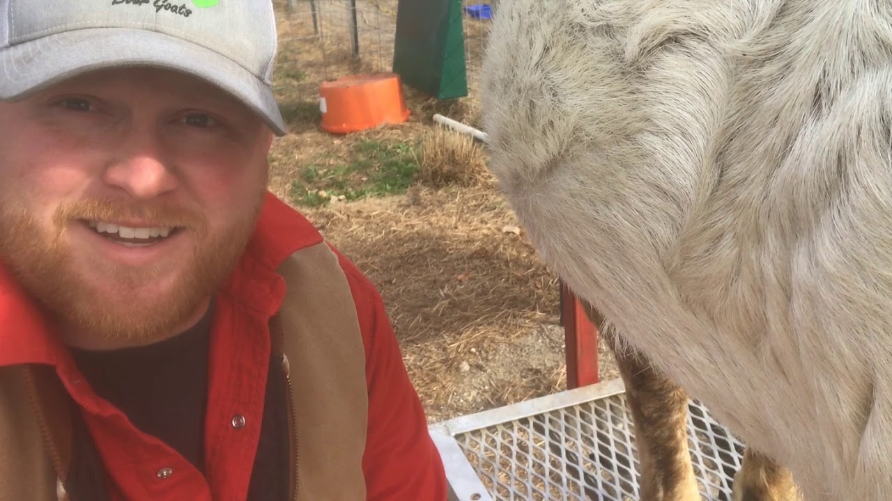 Trimming Goat Hooves with a Hoof Boss - Boer Goats