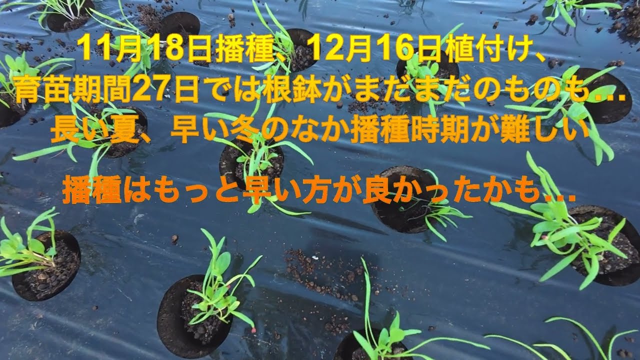 ホウレンソウの栽培、連結セルトレイによる播種・育苗、そして定植という栽培方法を実験してみた