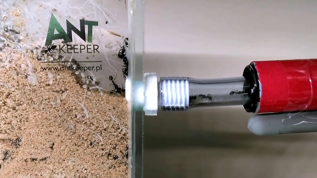 Messor capitatus - Extracting the pupae