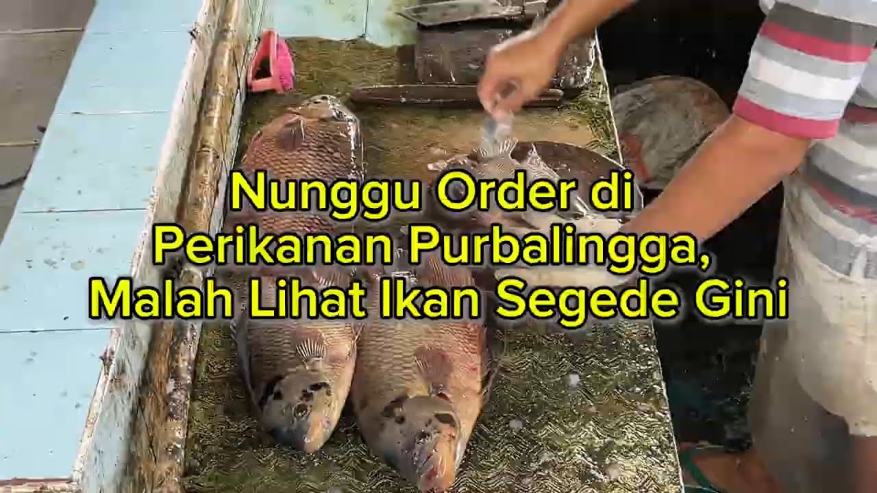 Nunggu Order di Perikanan Purbalingga, Malah Lihat Ikan Segede Gini
