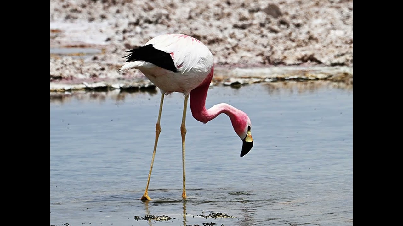 Flamingo reserve Atacama เมืองอตะคามา ประเทศชิลี