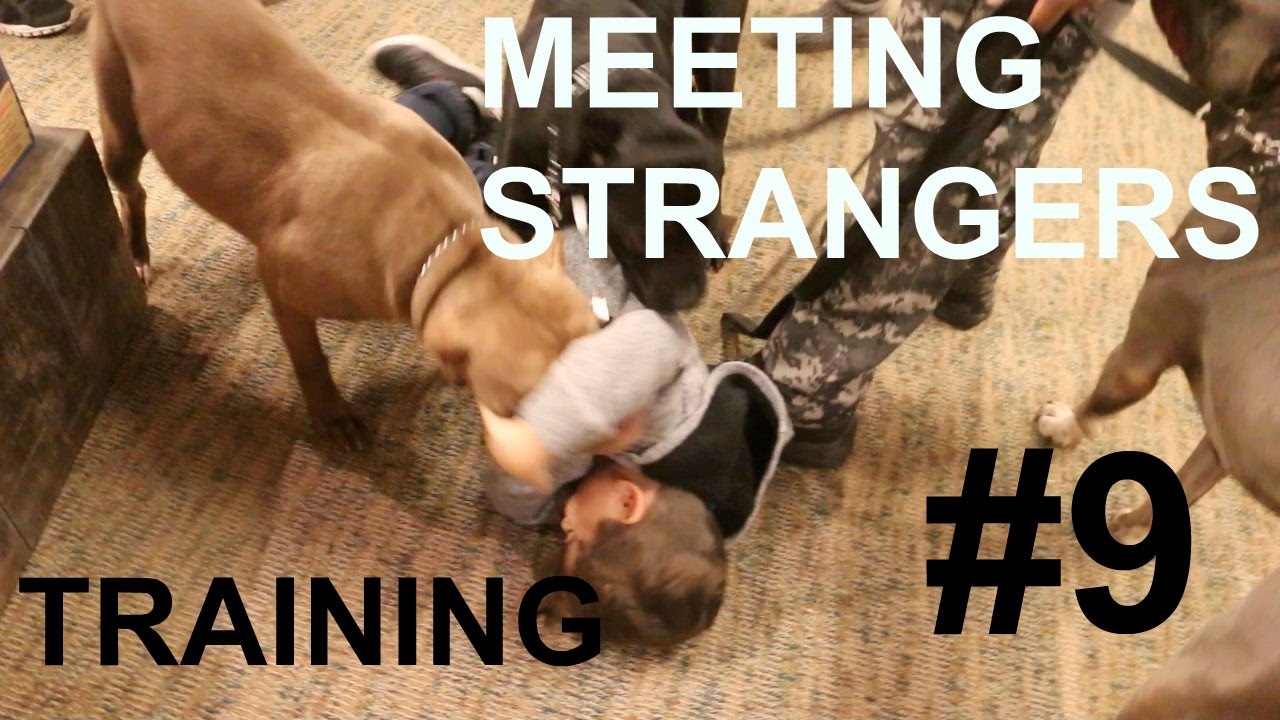 3 pit bulls training to greet greeting people attack little kid pitbull train puppy pup