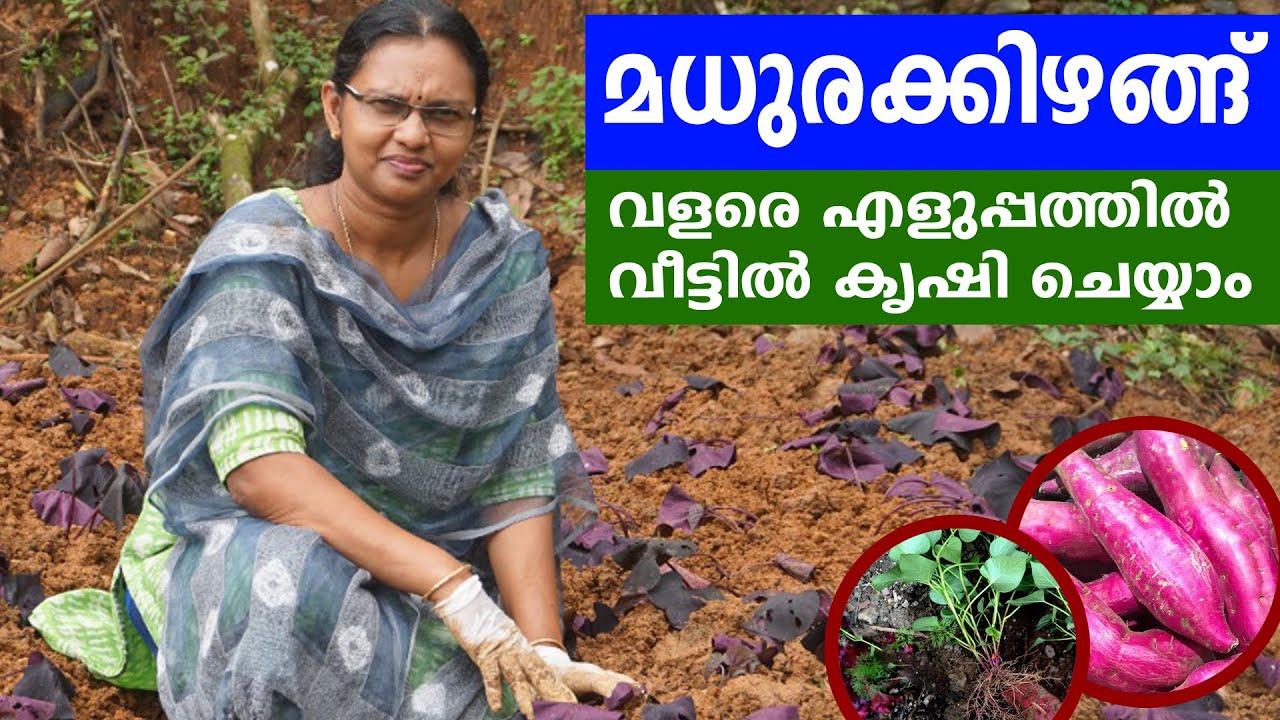 Sweet potato cultivation