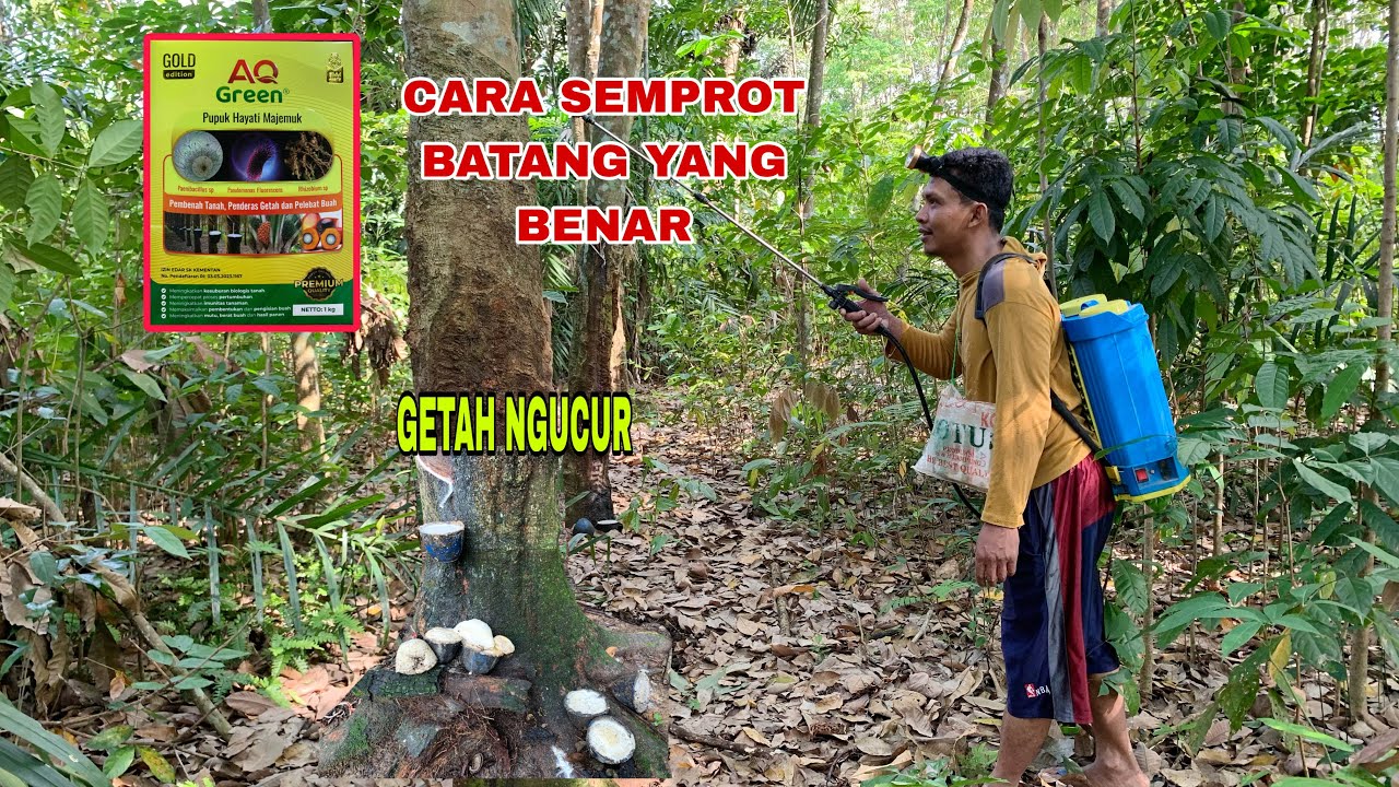 CARA SEMPROT AQ GREEN KEBATANG YANG BENAR‼️GETAH MELIMPAH DENGAN PERAWATAN TEPAT