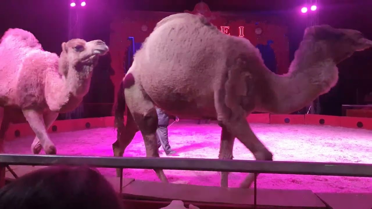 Circo Amedeo Orfei - Dromedari