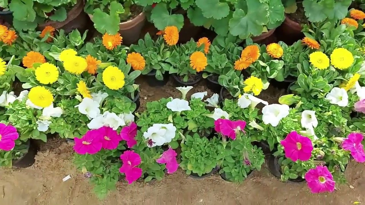 معرض زهور الربيع مصر2022|استمتع بالطبيعيةالخلابةSpring Flowers Exhibition|Enjoy the beautiful nature