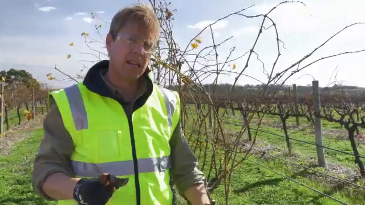A beginner’s guide to grapevine pruning