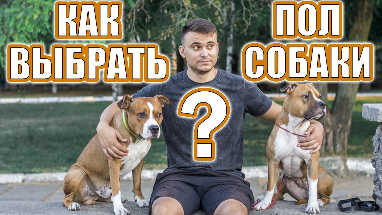 Как выбрать пол собаки || ДРЕССИРОВКА СОБАК || 