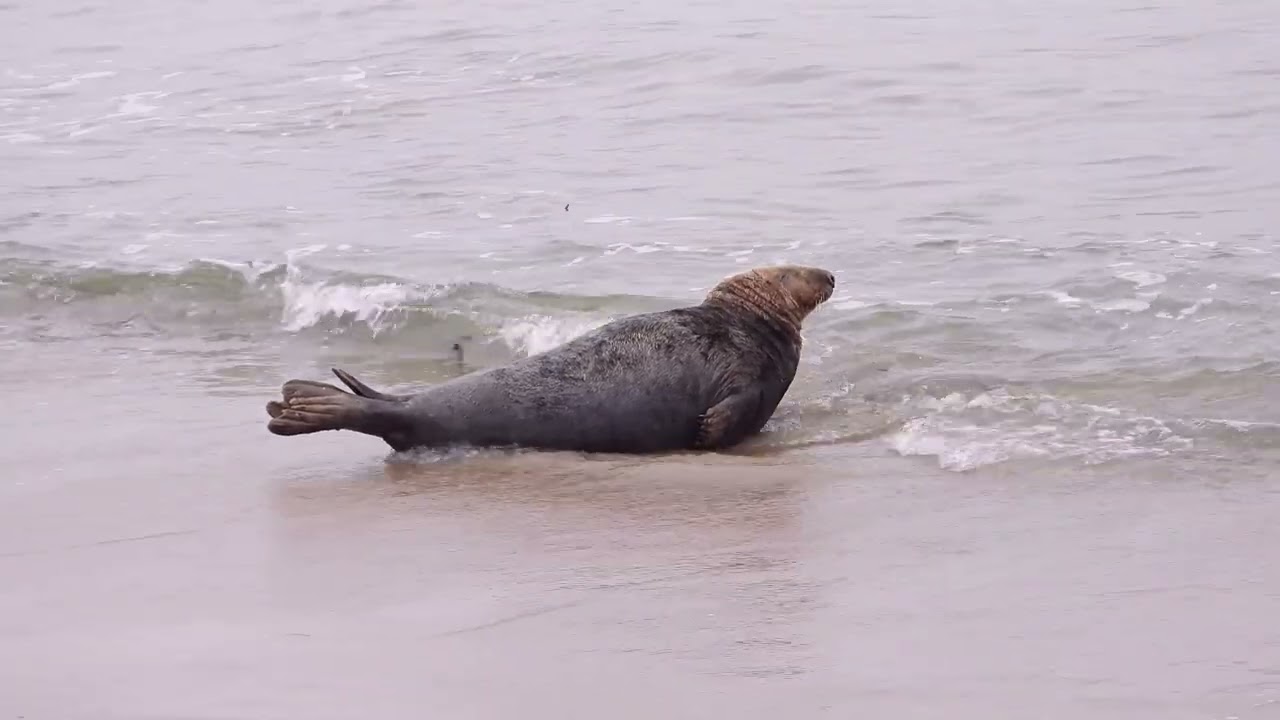 Relaks foki szarej (Halichoerus grypus) na helskiej plaży