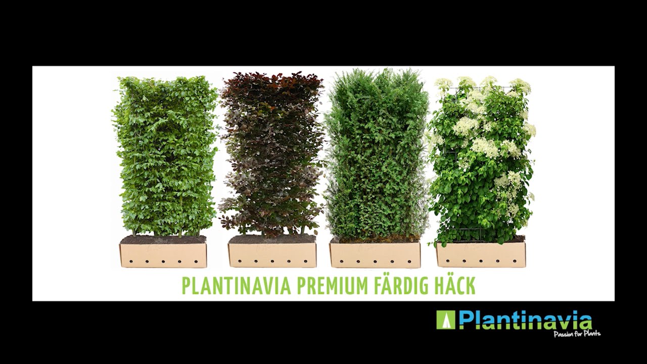Superior Färdig Häck | Plantinavia.se
