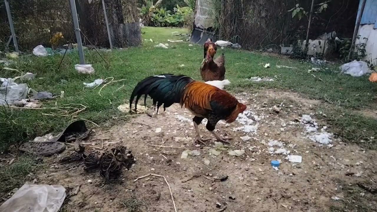 Many chickens eat rice very deliciously