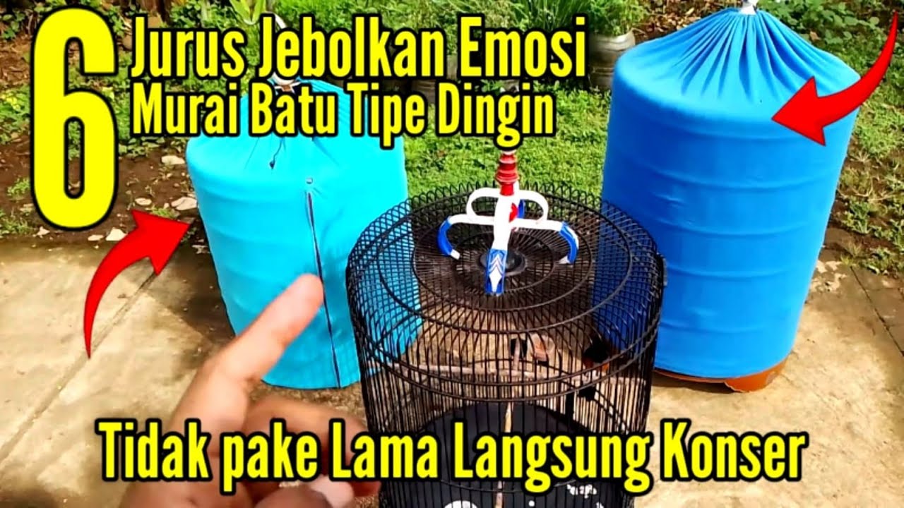 🔴 CARA MENAIKKAN EMOSI MURAI BATU TIPE DASAR DINGIN ‼️