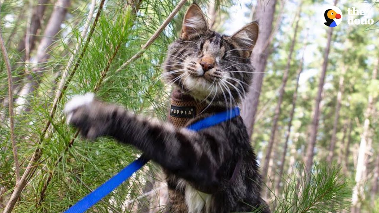 Blind Kitten Grows Up To Be An Explorer - NINA  | The Dodo