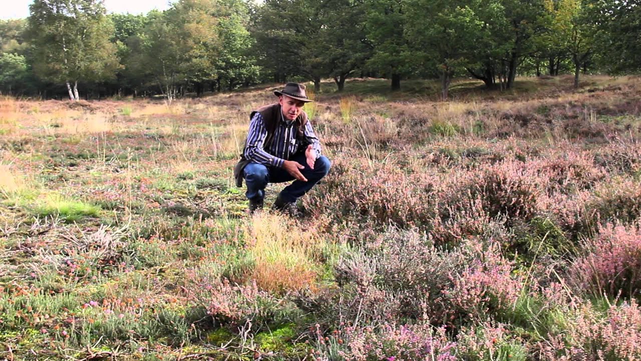 Het Drentse Landschap - Orvelterzand -  Drenthe