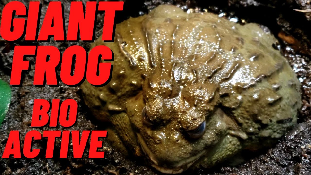 ADDING ISOPODS TO BIOACTIVE AFRICAN BULLFROG SETUP (GIANT PIXIE FROG) 4K
