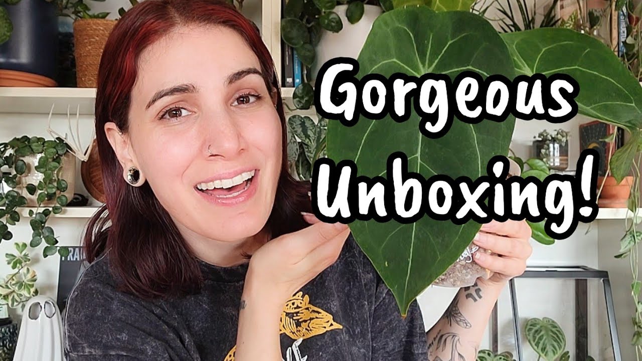 Unboxing Wishlist Anthurium!! 😍 these plants came literally perfect & I'm in love 🌿 Rooted Rarities