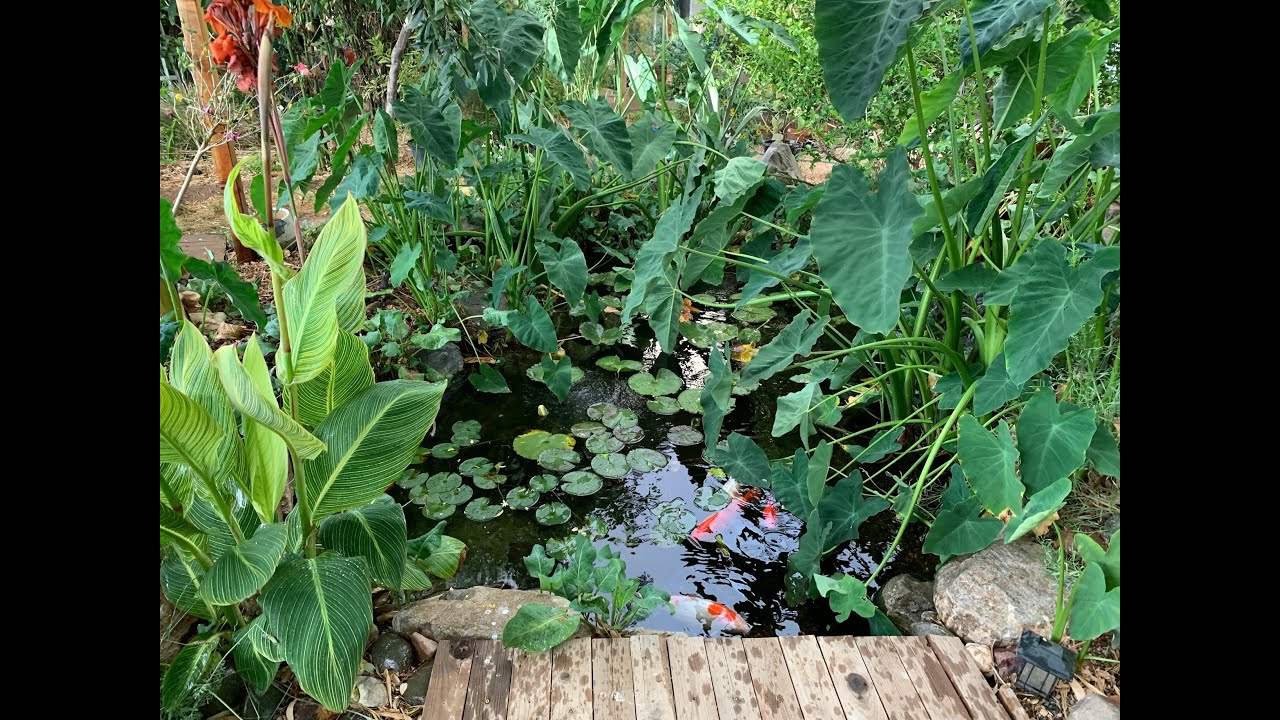 Backyard Koi Pond in Arizona