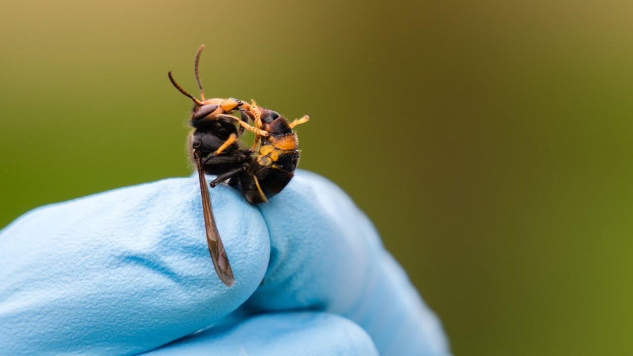 Drone vindt 1e Aziatische hoornaar nest in Nederland