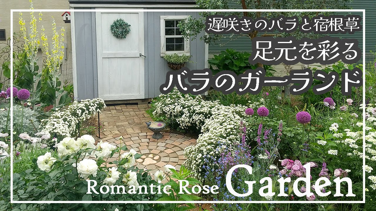 ロマンティックなバラのガーランド✿満開の遅咲きバラと咲き出した宿根草✿お庭ツアー　#オープンガーデン #園芸 #ガーデニング #庭