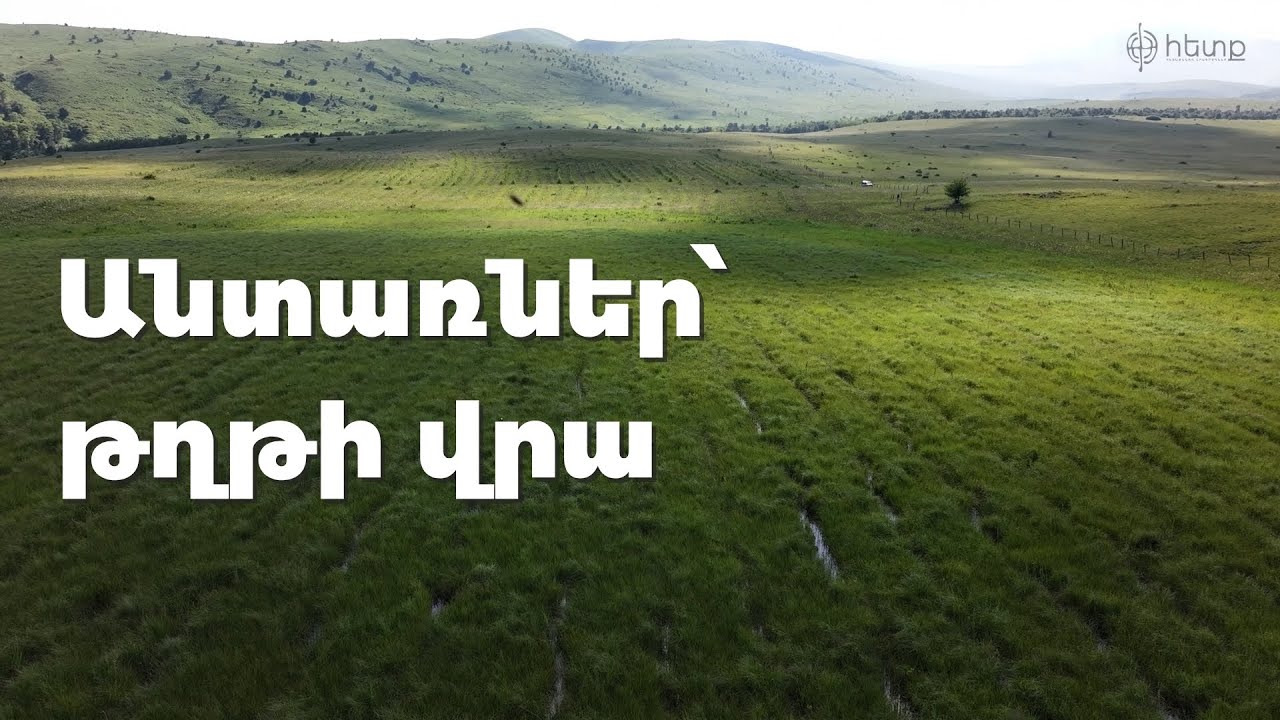 Անտառներ՝ թղթի վրա. ինչպես փոշիացնել գումարները