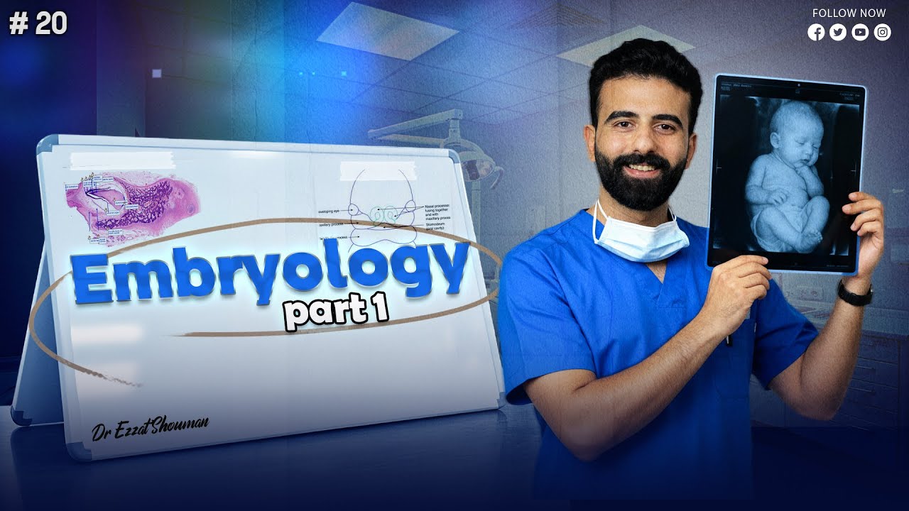 embryology 1 _ oral histology || عزت شومان