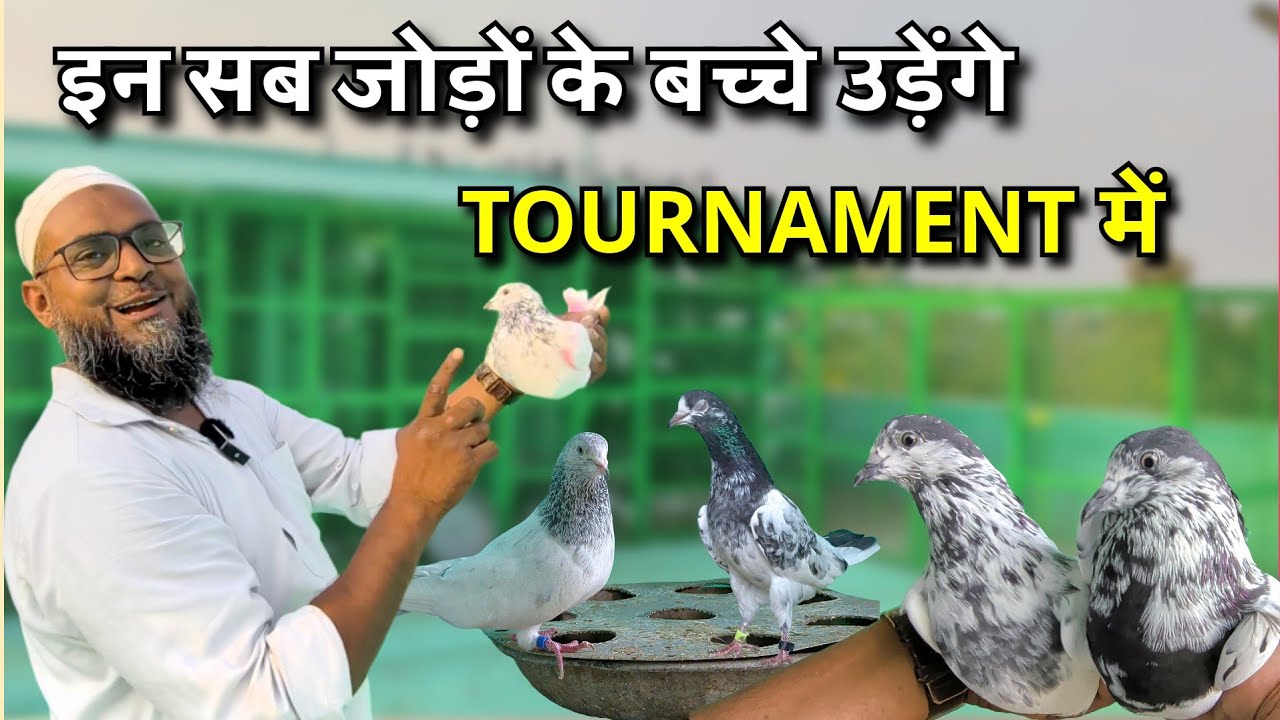 These are our pair of pigeons | The Home Sanctuary