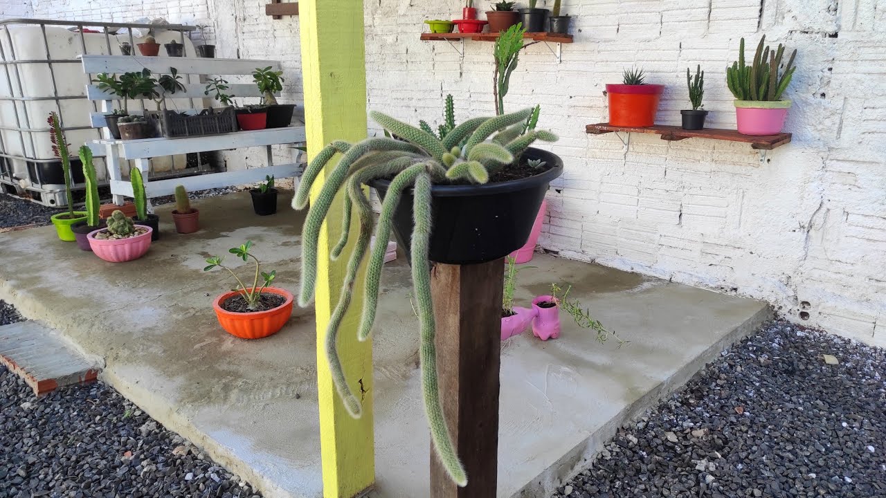 EU FAÇO  NAS PLANTAS  E ELAS SE DESENVOLVEM MUITO BEM