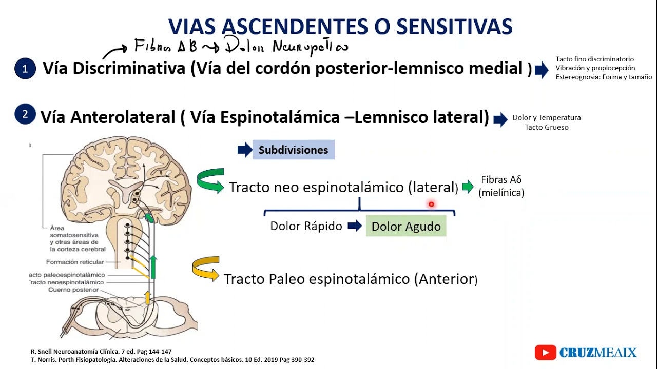 FISIOPATOLOGIA DEL DOLOR parte 01: vías del dolor y mediadores