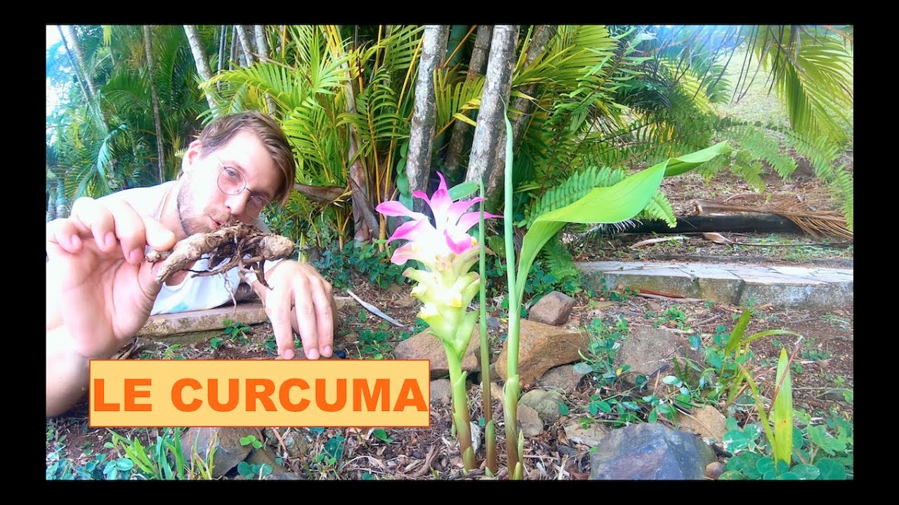 Tout savoir sur LE CURCUMA