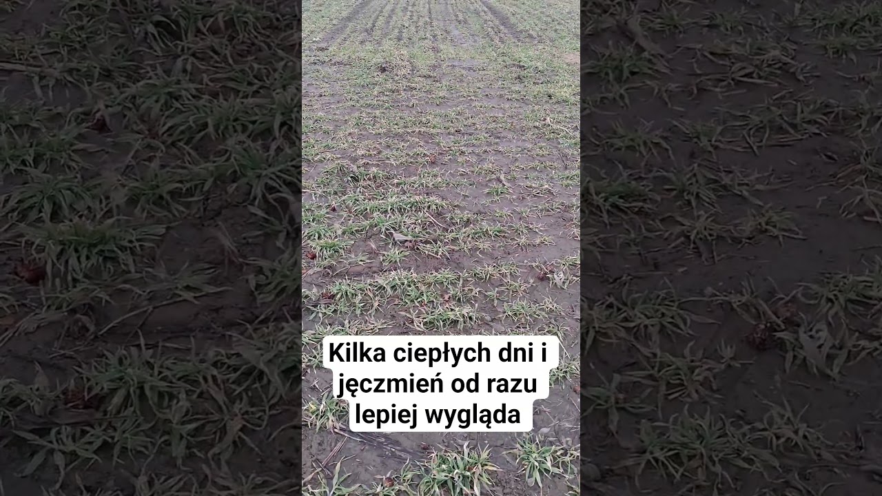 Dodatnie temperatury spowodowały, że jęczmień po dużych mrozach widocznie się poprawił 💪