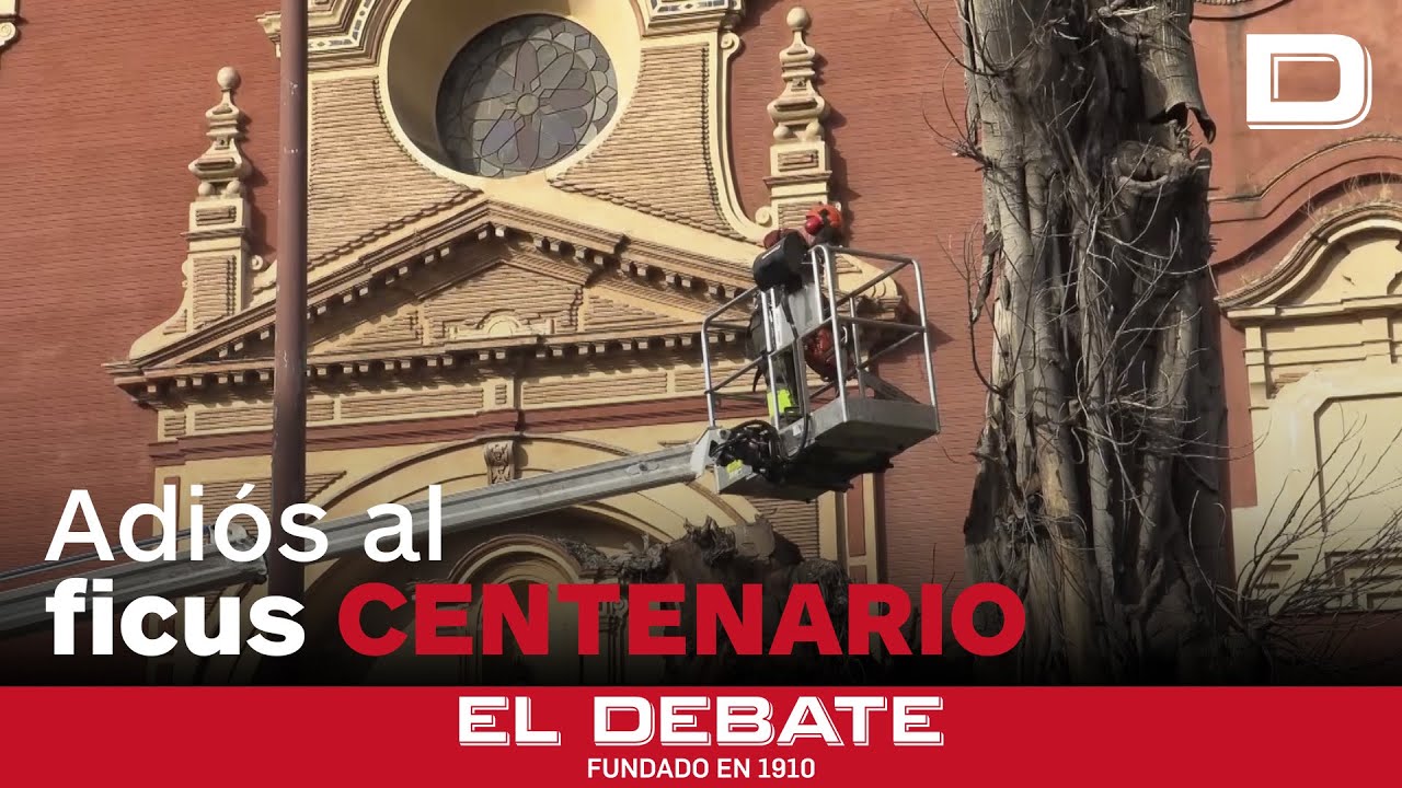 El Ayuntamiento de Sevilla retira finalmente el ficus centenario