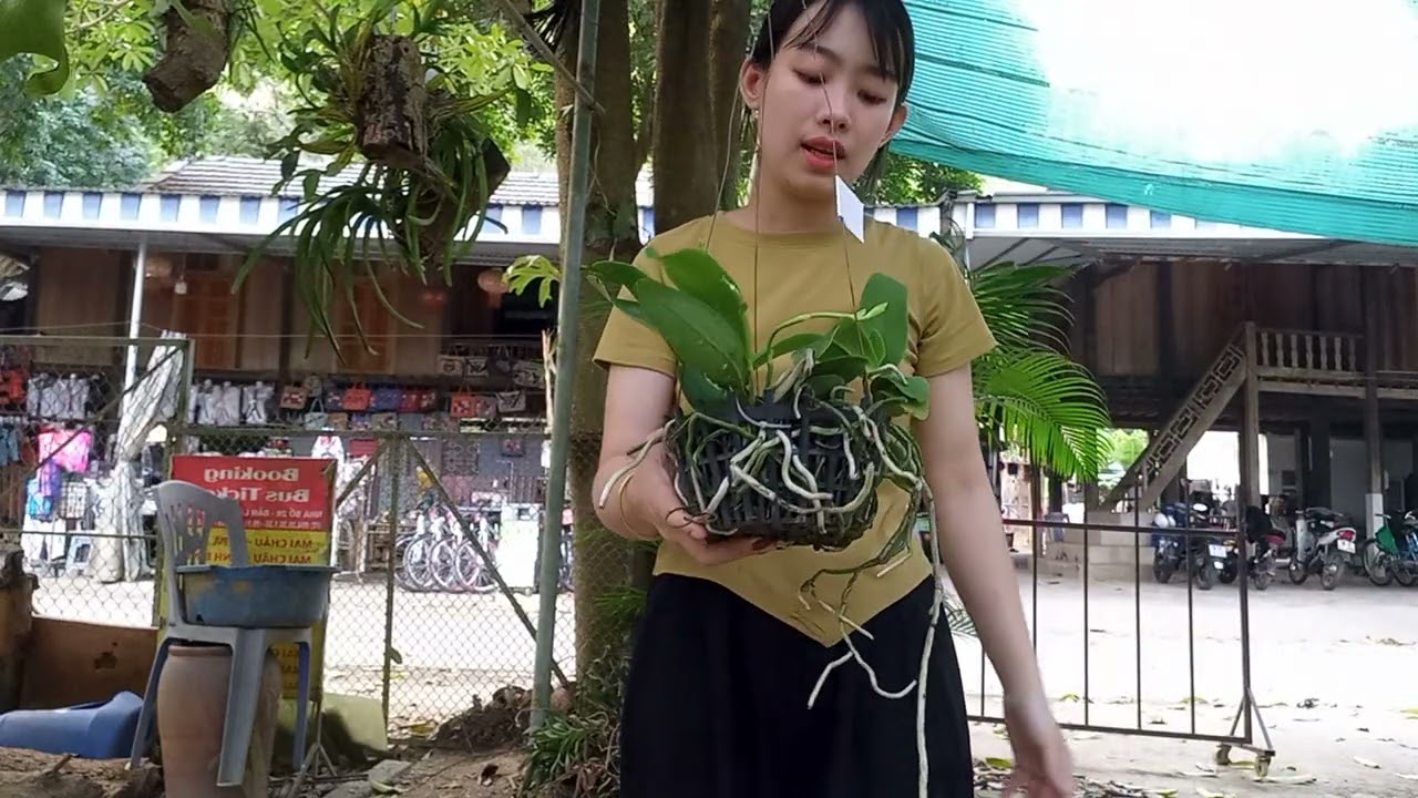 3/4 C&Ocirc; GI&Aacute;O V&Ugrave;NG CAO B&Aacute;N LAN RỪNG GI&Aacute; RẺ 0364773794 @ PHONG LAN RỪNG H&Ograve;A B&Igrave;NH 
