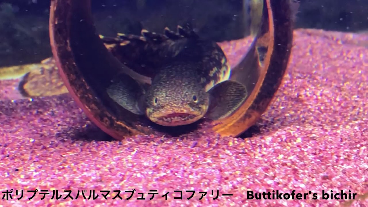 ポリプテルス　ブュティコファリー　Buttikofer's bichir  ポリプ図鑑④